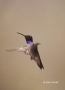 Black-chinned-Hummingbird;Hummingbird;Archilochus-alexandri;Flying-bird;action;a